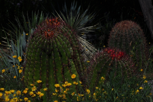 barrel cactus